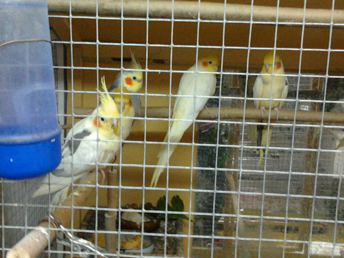 2012-11-22 14.15.36 - papagalii mei