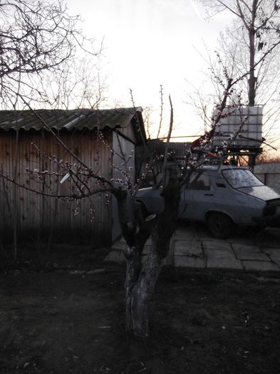 evolutie 2014 martie