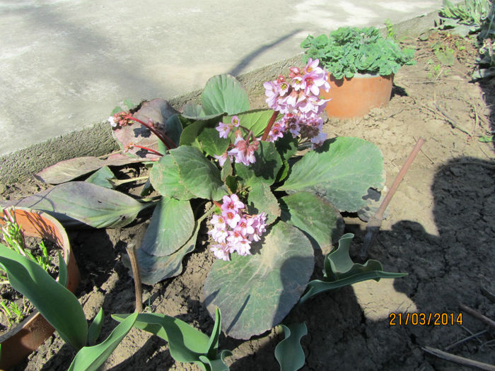 Bergenia