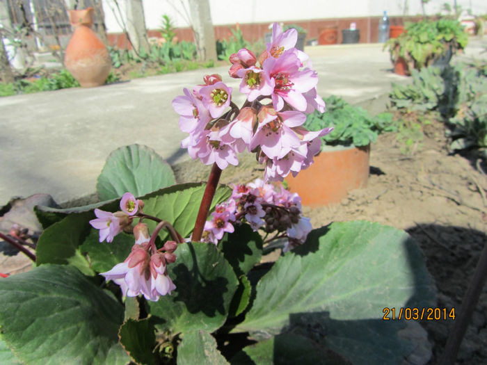 Bergenia