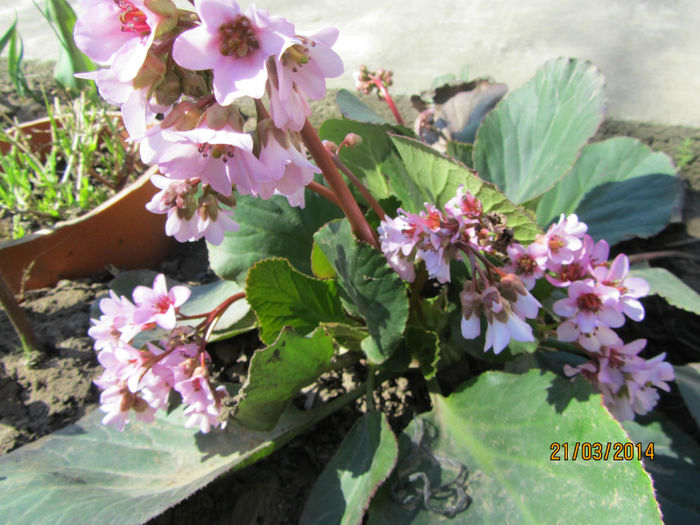 Bergenia