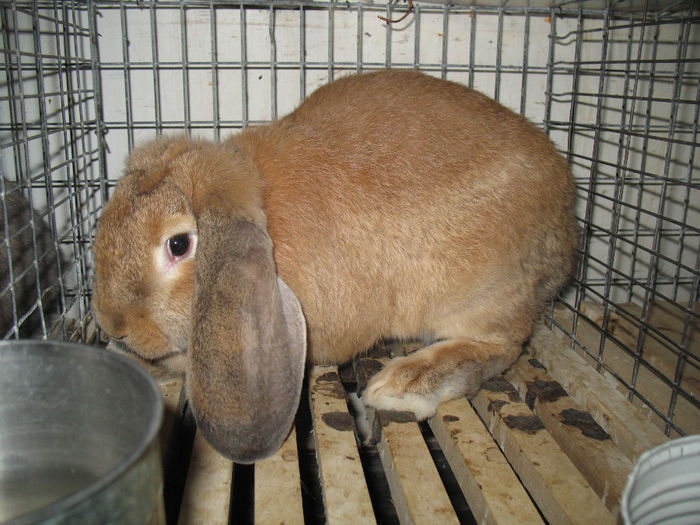 IMG_5828 - iepuri berbec