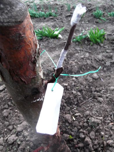 martie 2014-adaugare soi