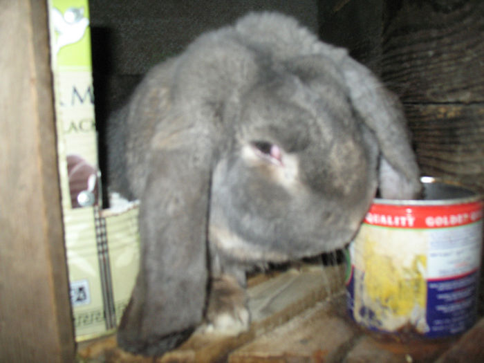 IMG_5888; produc%u0103torul principal
