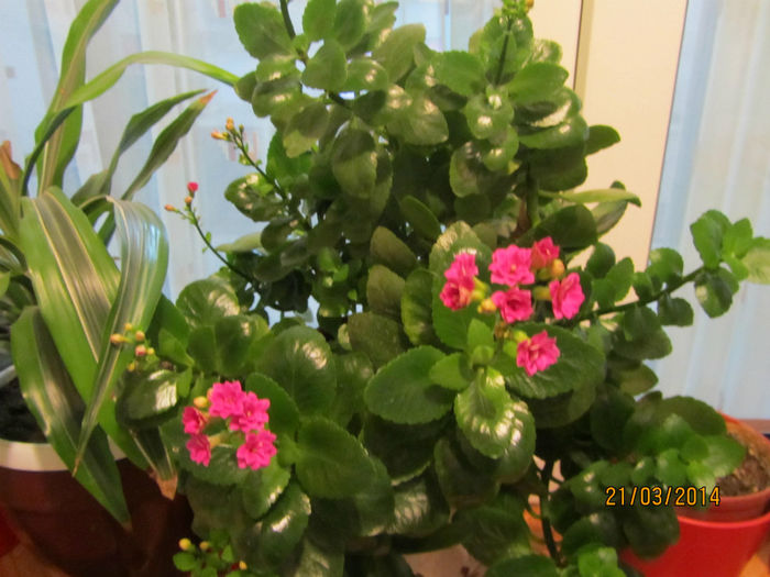 Kalanchoe