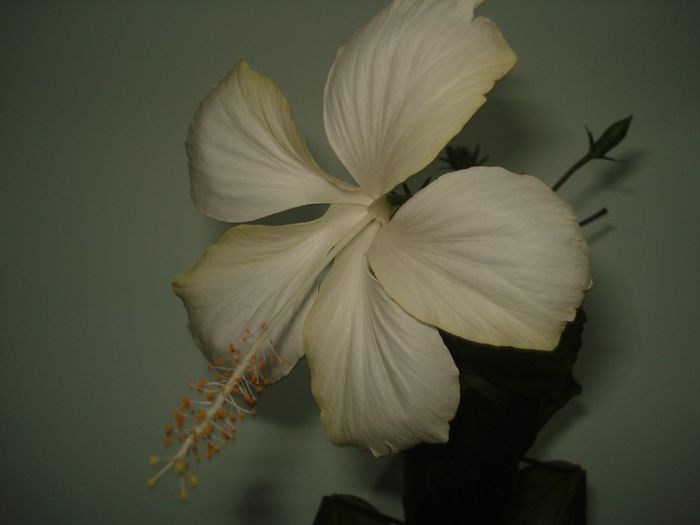 DSC07316 - FLORI 2016