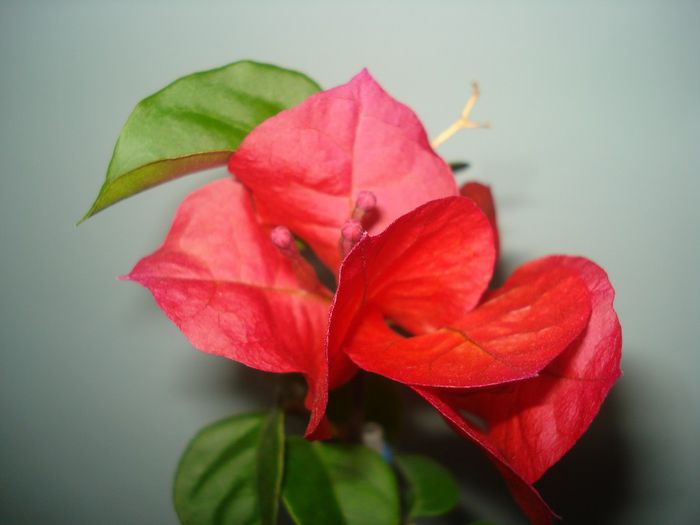 DSC07323 - BOUGAINVILLEA