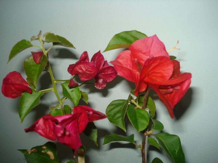 DSC07324 - BOUGAINVILLEA