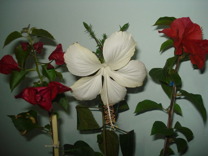 DSC07332 - BOUGAINVILLEA