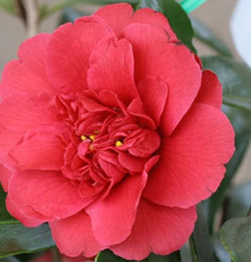 2572-camellia-japonica-general-leclerc - Camellia Japonica