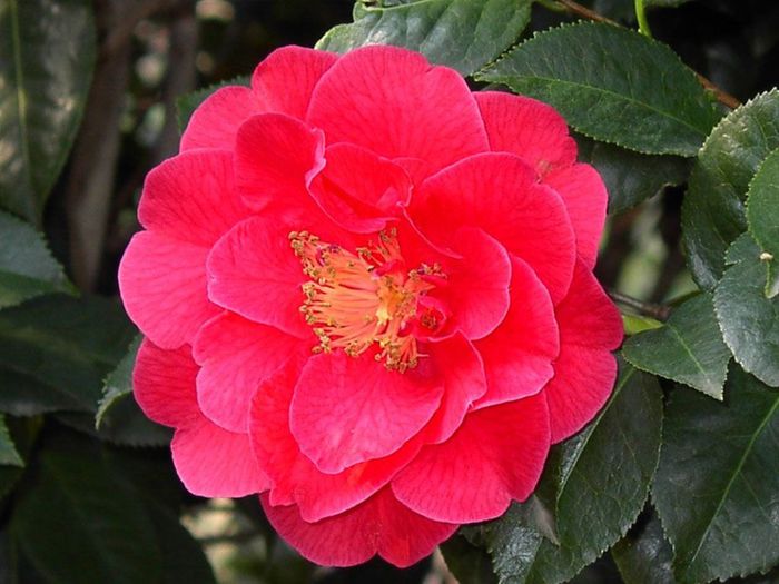 17775-camellia-japonica-rose - Camellia Japonica
