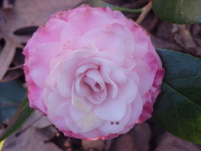camellia 2 - Camellia Japonica