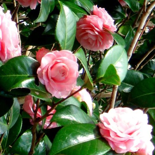 Camellia japonica www.agricool.ro