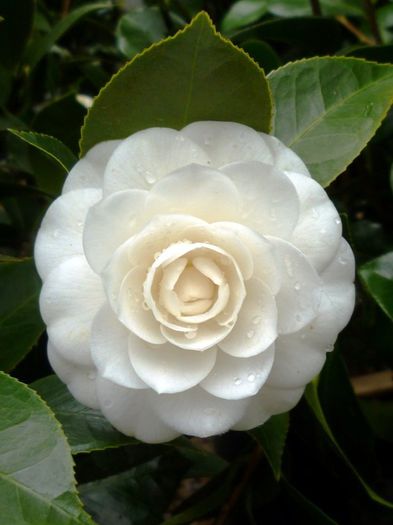 camellia_-_perfection_white - Camellia Japonica