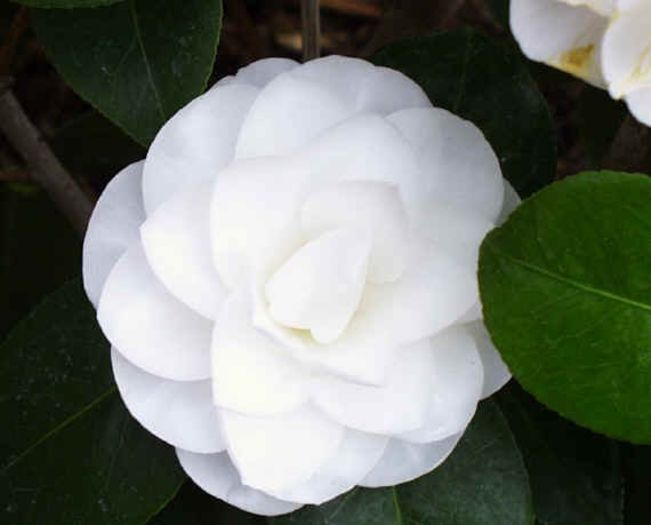 Camellia_japonica_-_Bloom1-31-00 - Camellia Japonica