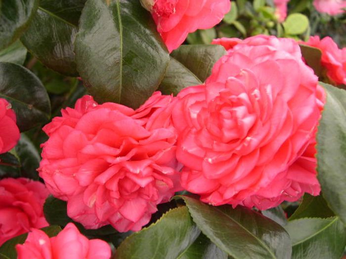 camelliaaprillrose - Camellia Japonica