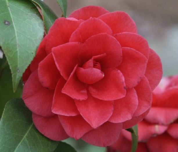 camellia-japonica-e1288564509465-500x428 - Camellia Japonica