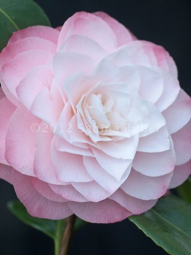 Camellia-japonica-Nuccios-Pearl-CAM-4091707 - Camellia Japonica