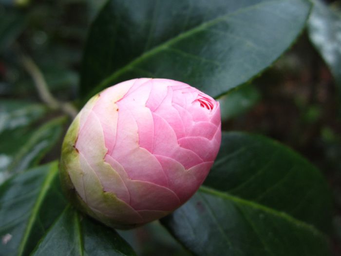 charleston-2-046 - Camellia Japonica