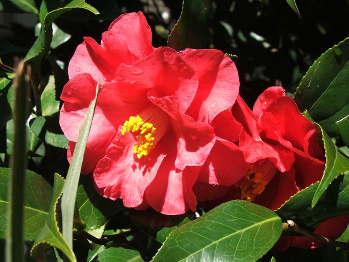 deffhickeycamwdlndcott51209-002 - Camellia Japonica