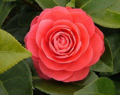 DETA-725 - Camellia Japonica