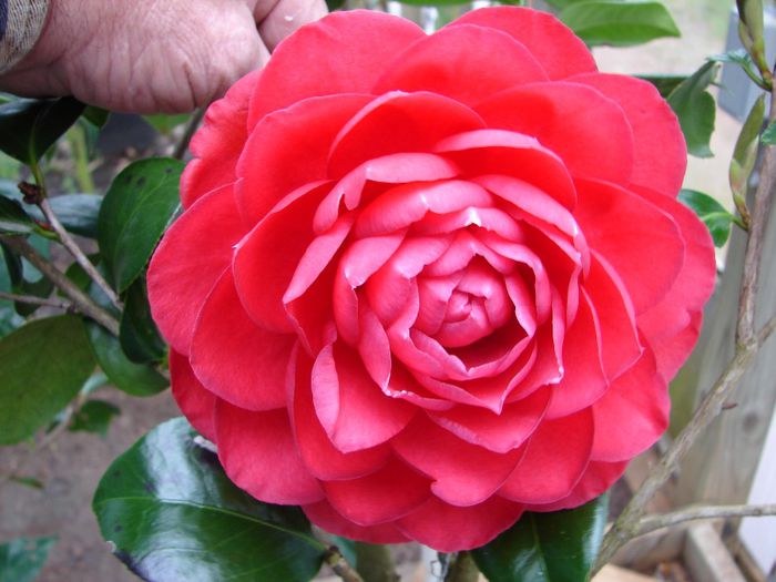 dick-hardison-5 - Camellia Japonica
