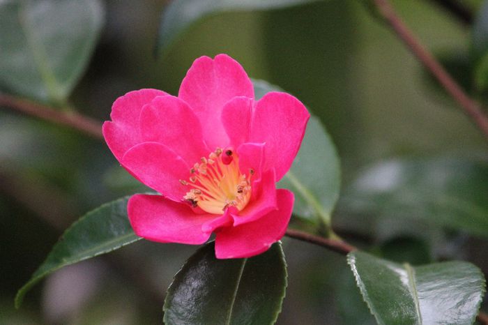 hot-pink-camellia-japonica - Camellia Japonica