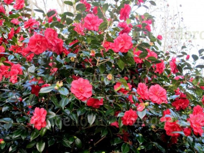 image-of-camellia-japonica-mercury-rosy-red-large-double-flowers-plant-in-c-126815 - Camellia Japonica