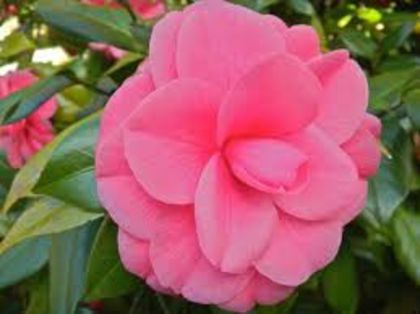 images - Camellia Japonica