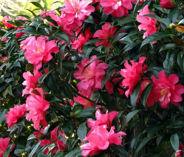 img_6271 - Camellia Japonica