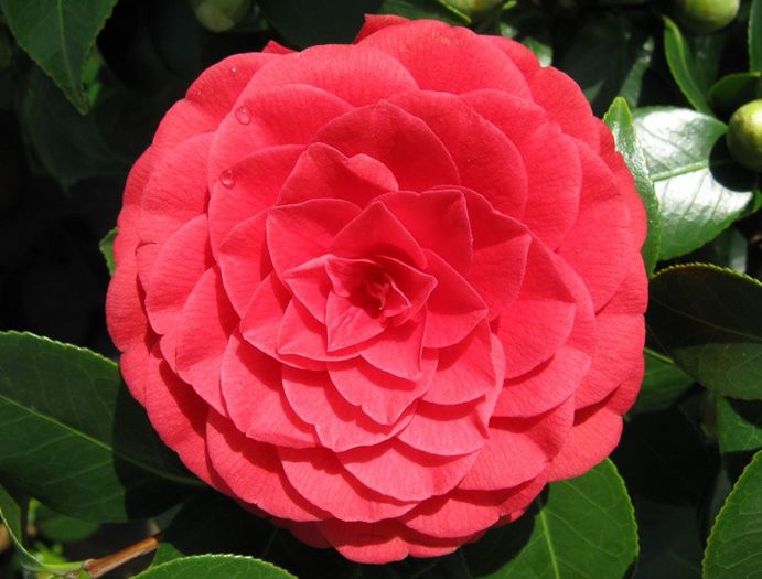 timthumb - Camellia Japonica