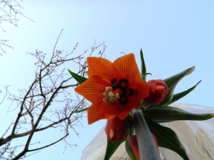 DSCN4044 - Fritillaria imperialis