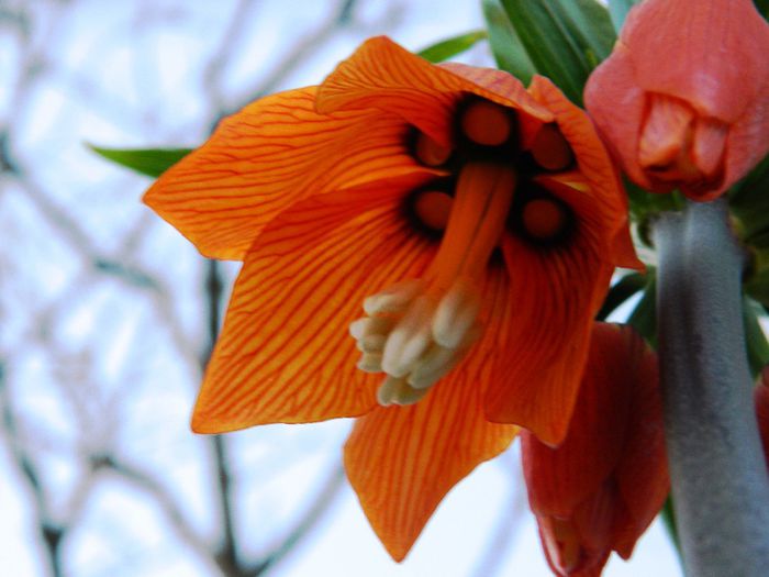 DSCN4045 - Fritillaria imperialis