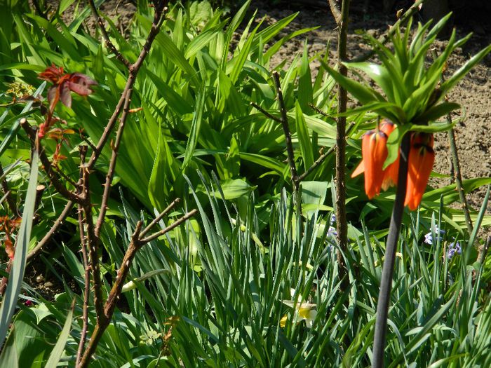 DSCN4178 - Fritillaria imperialis