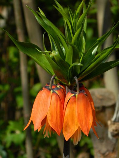 DSCN4247 - Fritillaria imperialis