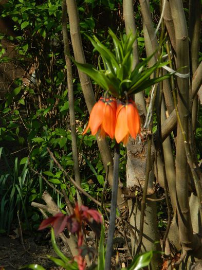 DSCN4295 - Fritillaria imperialis