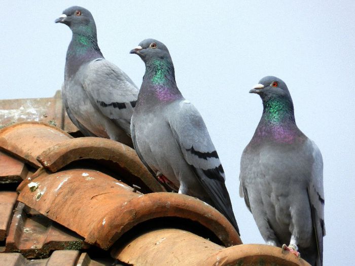 DSCN7491 - PORUMBEI