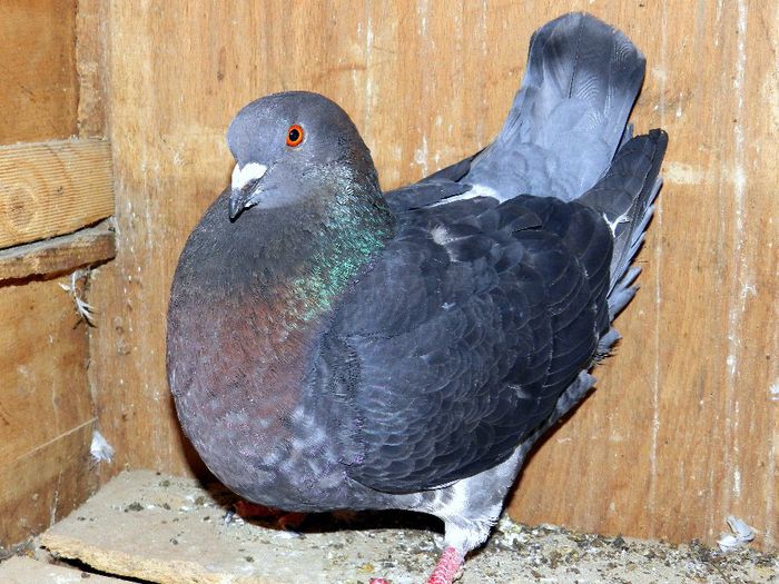 DSCN7522 - PORUMBEI