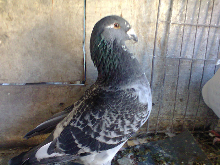 Fotografie0602 - porumbei voiajori standard
