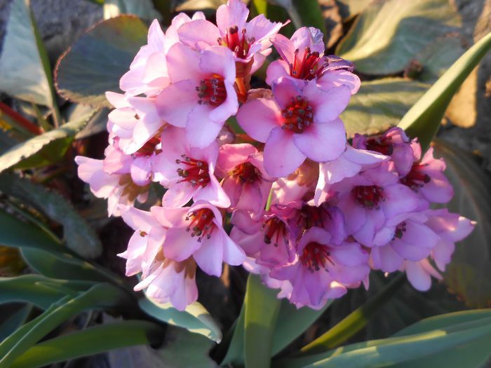 bergenia