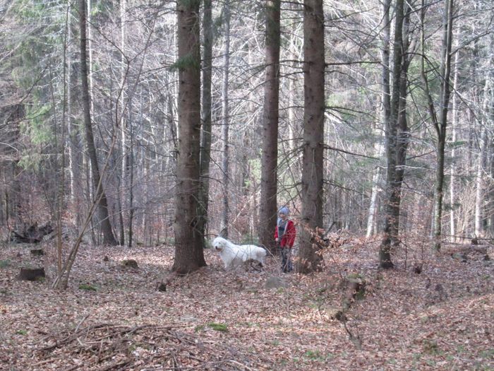 IMG_1928 - forraskoze 2o12 13 14