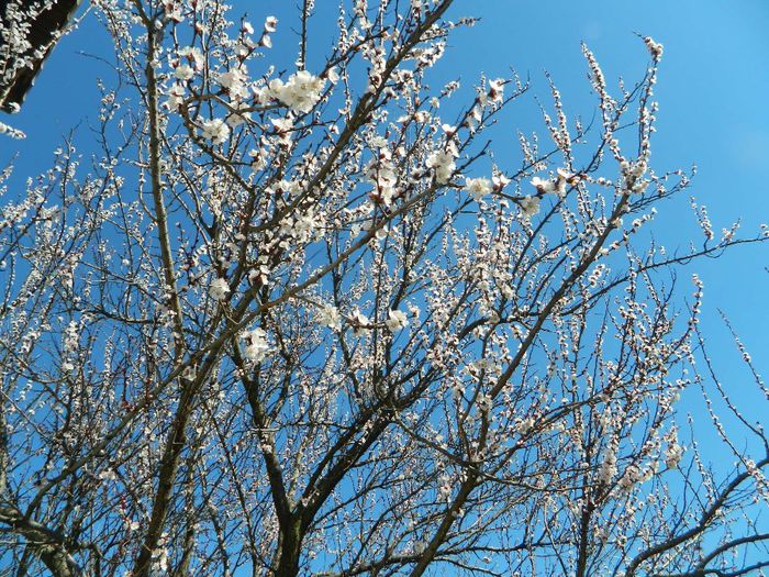 Floare dulce de cais