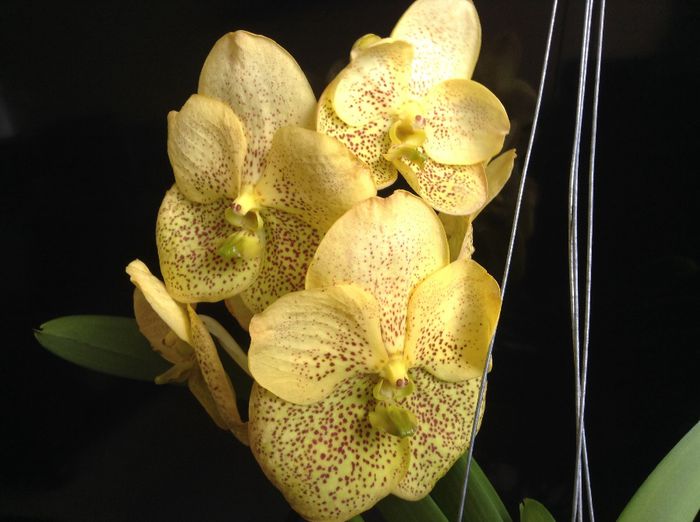 Vanda Yellow Magic