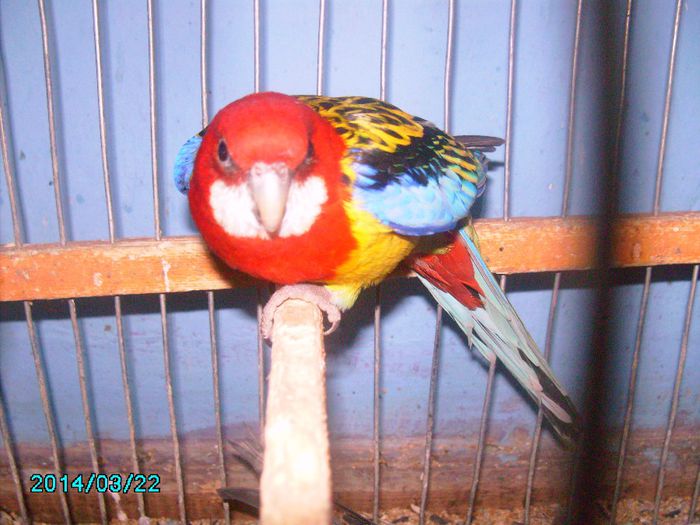 IMG_0169 - papagal rosella