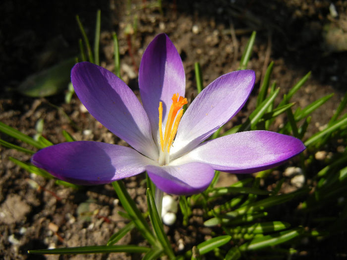 Crocus tommasinianus (2014, March 12) - CROCUS Tommasinianus