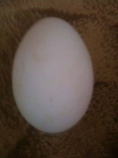 Picture 129 - Vand oua de gasca pentru incubat