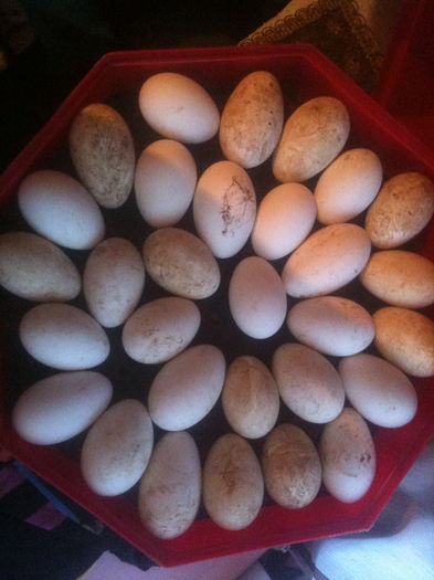 Picture 143 - Vand oua de gasca pentru incubat