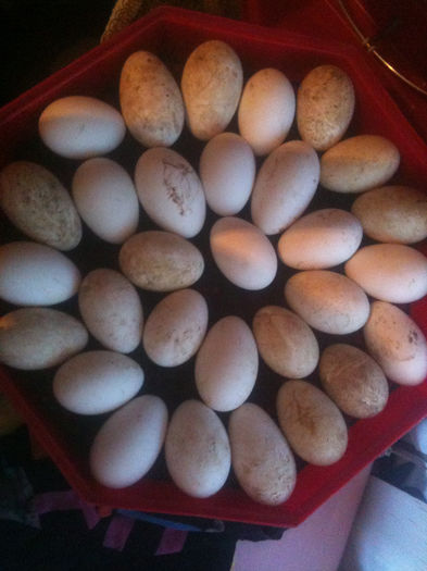 Picture 145 - Vand oua de gasca pentru incubat