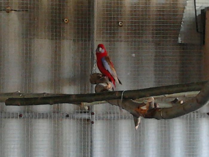 4 - Rosella Penant