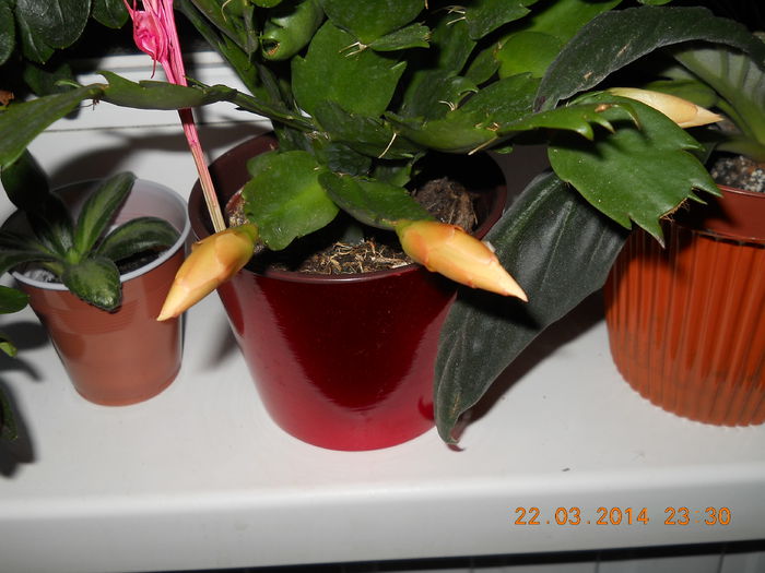 009 - MARTIE 2014
